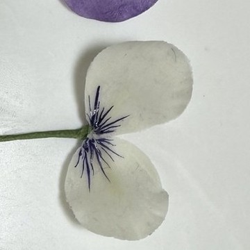 協会の型で抜いた花びら
