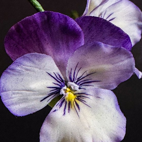 お砂糖のパンジーの花びら（近くから）