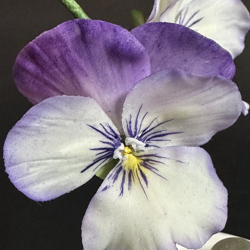 お砂糖で作ったパンジーの花びらと、筆で描いた模様(近くから)